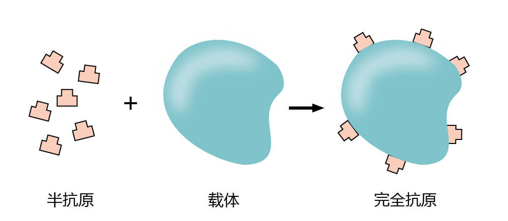 不完全抗原組裝成完全抗原的過程 不完全抗原的生成圖