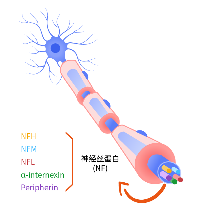 NFL, a component of neurofilament NFL, a component of neurofilament